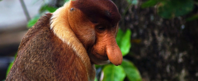 Proboscis_04_MAL_CC