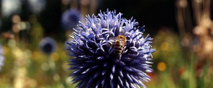 PurpleFlowerBee_02_LON_CC