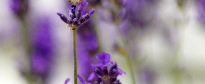 PurpleFlower_03_BER_CC