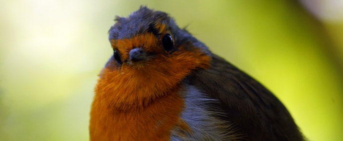 Robin_01_NWB_CC