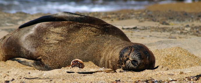 Seal_02_NZ_CC