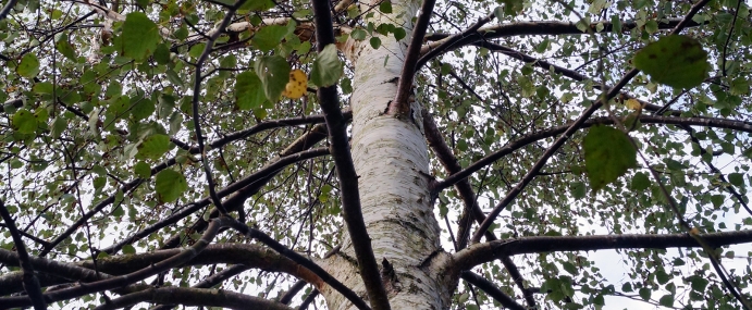 SilverBirch_01_NWB_CC