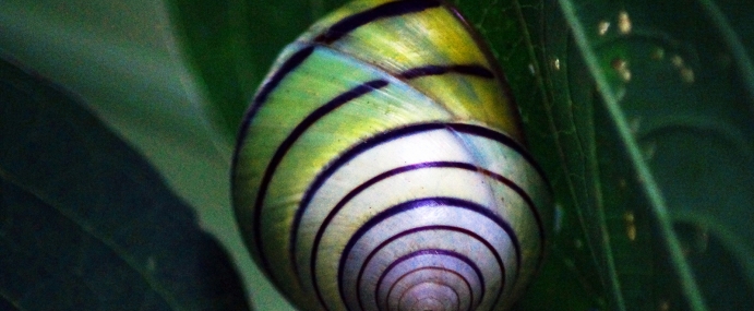 Snail_01_IND_CC