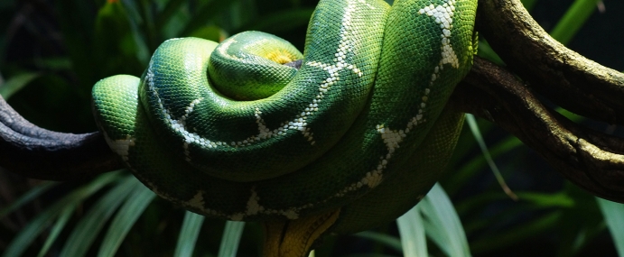 Snake_05_ZSL_CC