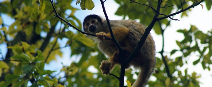 SquirrelMonkey_01_ZSL_CC