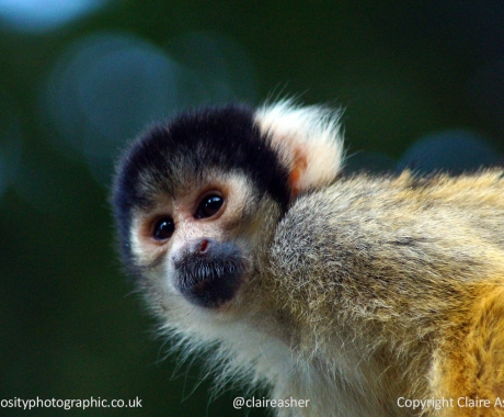 Squirrel Monkey close-up