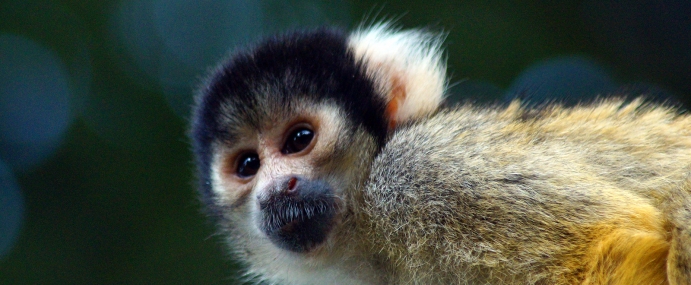 SquirrelMonkey_05_ZSL_CC