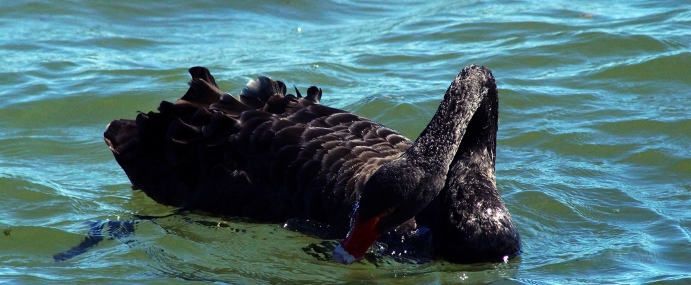 Swan_05_NZ_CC