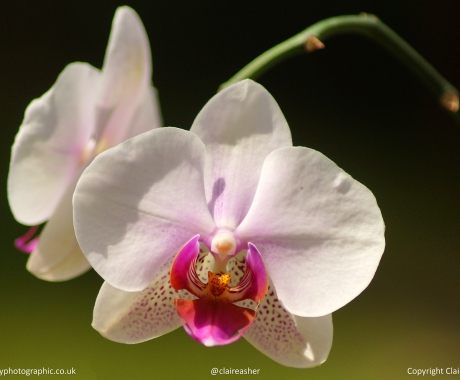 Orchid Blush