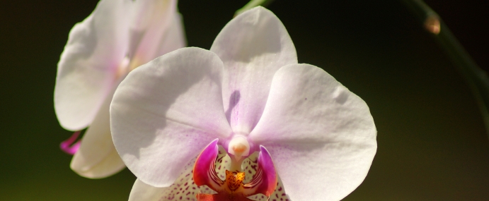 WhiteFlower_04_BER_CC