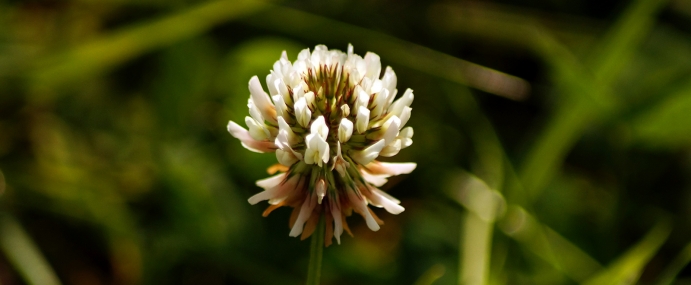 Whiteflower_02_BER_CC