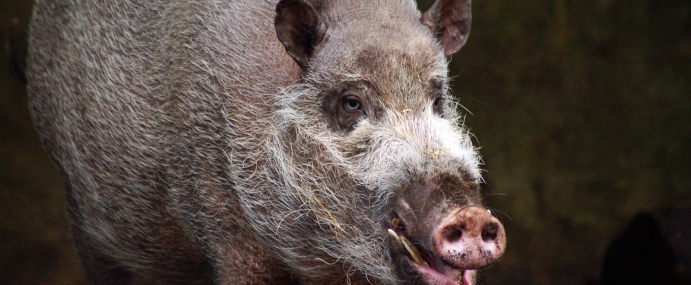 beardedpig_02_zsl_cc