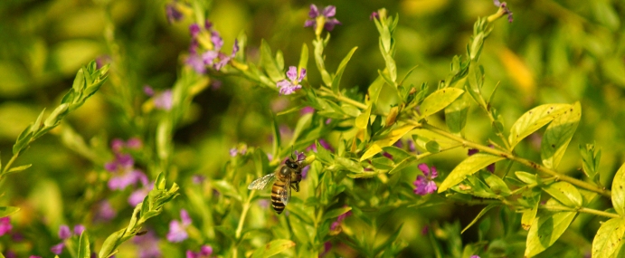 bee_01_chn_cc