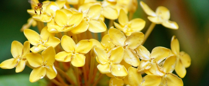 bee_03_mal_cc