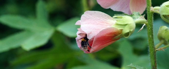 bee_05_wgc_cc