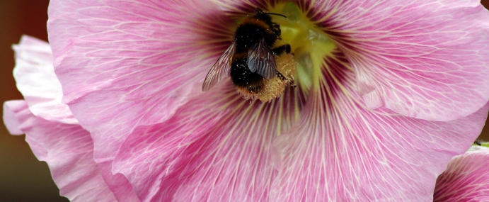 bee_10_wgc_cc