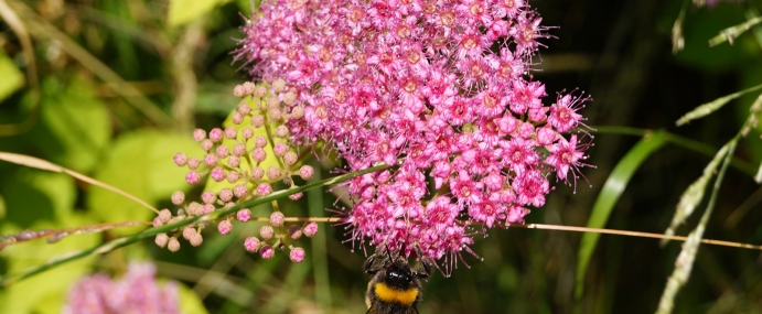 bee_23_wgc_cc