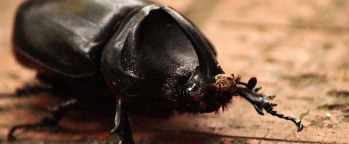 beetle_01_mal_cc