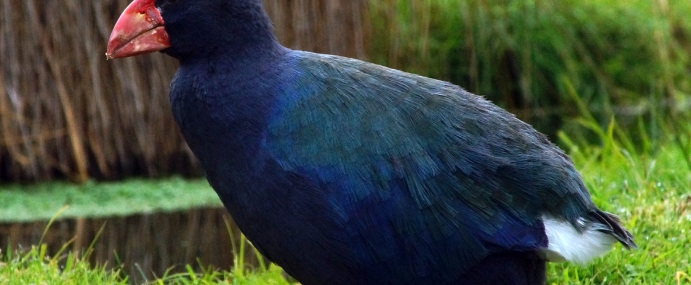 bird_17_nz_cc