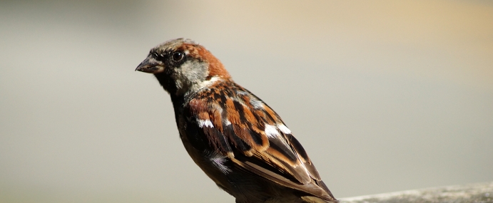 bird_32_nz_cc