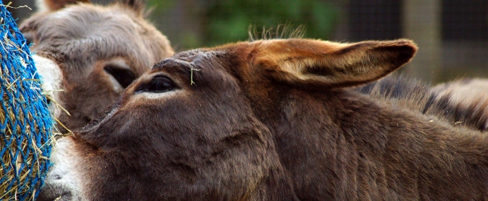 donkey_01_zsl_cc
