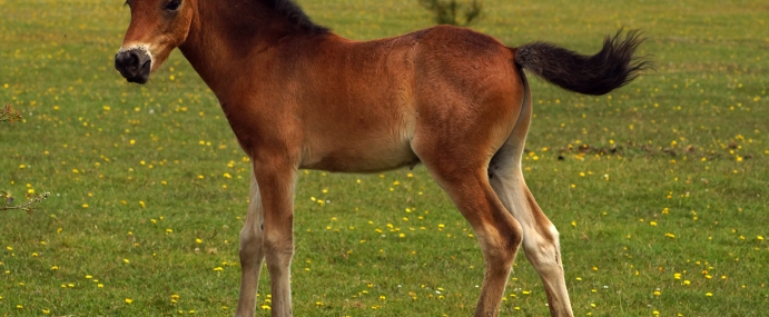 foal_01_nwf_cc
