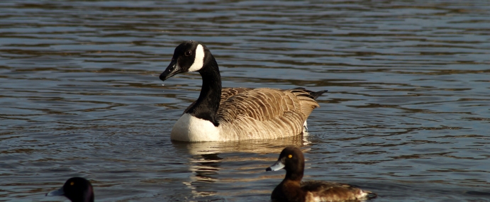 goose_01_lnd_cc