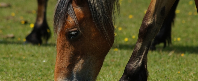 horse_05_nwf_cc