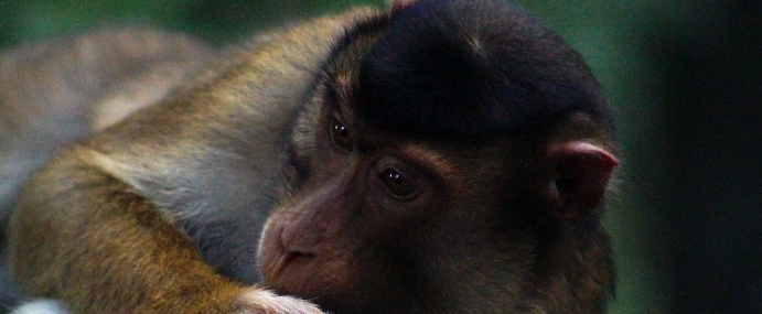 macaque_08_mal_cc
