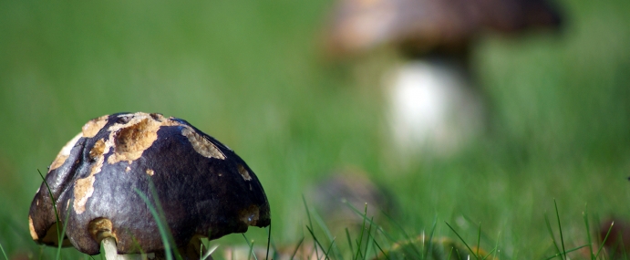 mushroom_01_wgc_cc