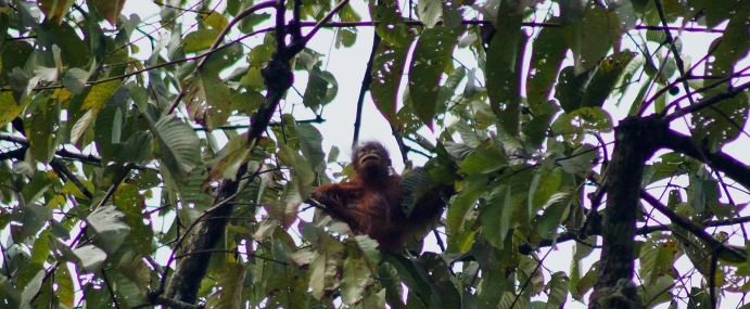 orangutan_05_mal_cc
