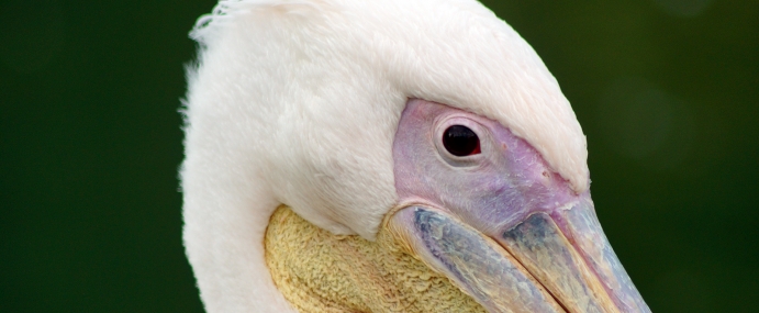 pelican_02_zsl_cc