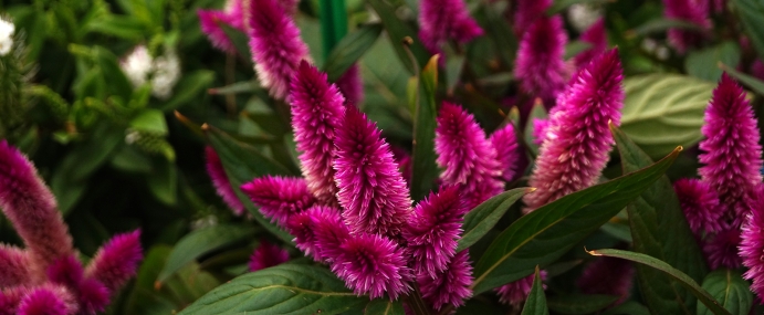 pinkflower_09_ber_cc