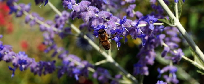 purpleflowerbee_01_bel_cc