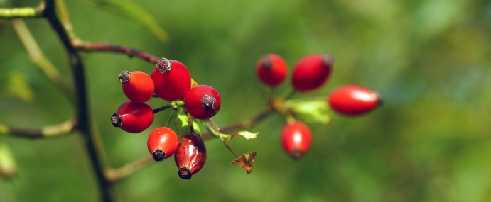 rosehip_01_ber_cc