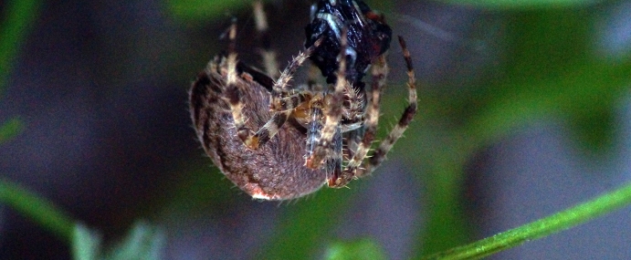 spider_03_ber_cc