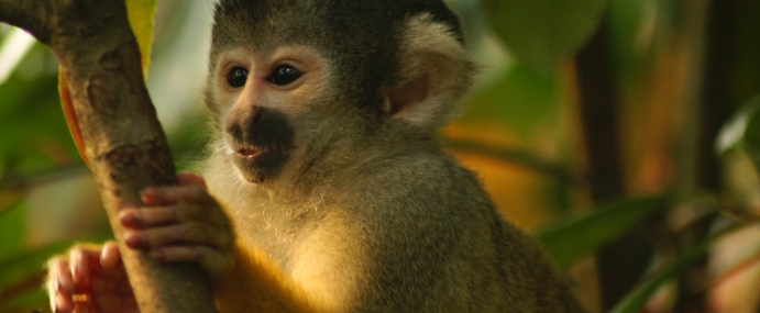 squirrelmonkey_06_zsl_cc