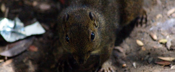 squirrel_01_mal_cc
