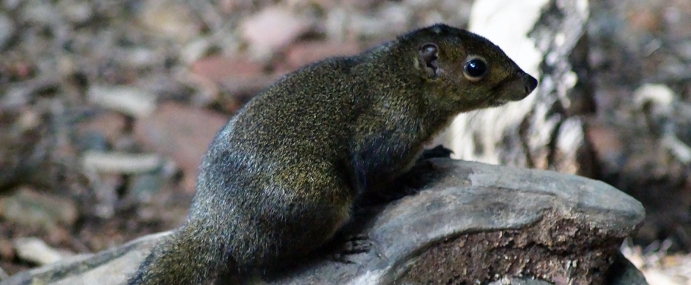 squirrel_02_mal_cc