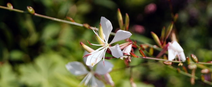 whiteflower_03_ber_cc