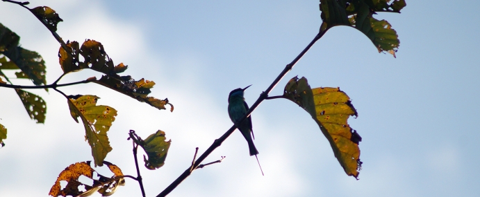 bird_07_mal_cc
