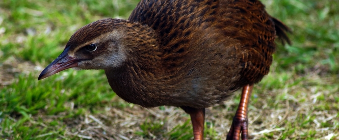 bird_22_nz_cc
