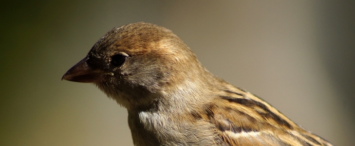 bird_29_nz_cc