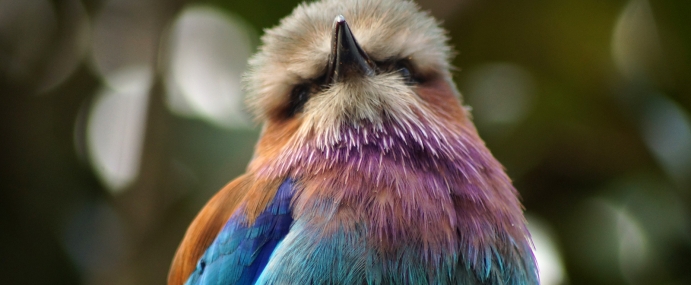 bird_42_zsl_cc