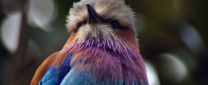 bird_44_zsl_cc
