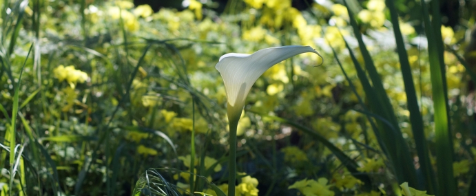 callalillie_01_usa_cc