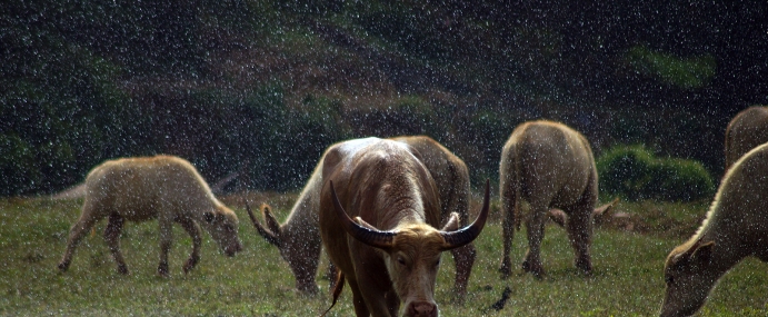 cow_08_thd_cc