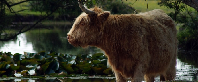 cow_11_nwf_cc