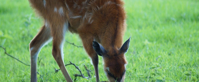 deer_01_zsl_cc