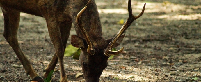 deer_03_ind_cc